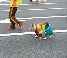 免费日本樱花服务器